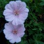 Pink hardy geranium (Geranium sanguineum (Bloody cranesbill) var. Striatum)