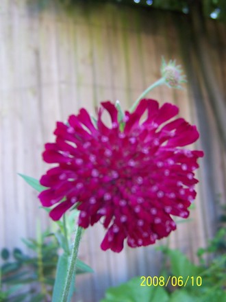 Knautia Macedonica (Knautia macedonica (Knautia))
