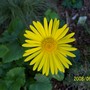 Garden_pictures_10_jun_08_013