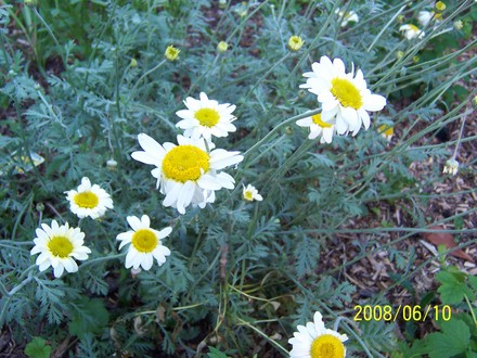 Anthemis (Anthemis)