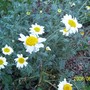 Garden_pictures_10_jun_08_015