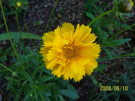 Coreopsis Sunray (Coreopsis grandiflora (Coreopsis Sunray))