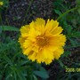 Garden_pictures_10_jun_08_014