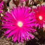 lampranthus (Lampranthus spectabilis (Trailing Ice Plant))