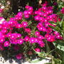 lampranthus (Lampranthus spectabilis (Trailing Ice Plant))