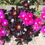 DSCF1420.jpg (Lampranthus spectabilis (Trailing Ice Plant))