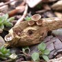 Bird's Nest Fungus