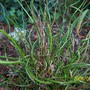 Corkscrew rush (Juncus effusus f. spiralis(Soft Rush))