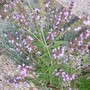 Green Sage (Salvia officinalis (Common sage))