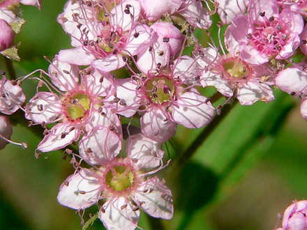  Japanese Spirea Closer (Spiraea japonica (Japanese Spiraea))