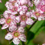 Spiraea_japonica_bloomsclose_6-08-09_crop_med