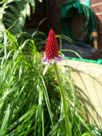 A garden flower photo (Primula vialii (Primula))