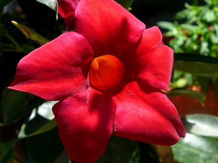 Dipladenia (Dipladenia)