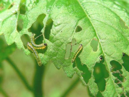 Sawfly Larvae On Hibiscus (Hibiscus)