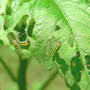 Sawfly_larvae_hibiscus_red_front_6-09-08_sm