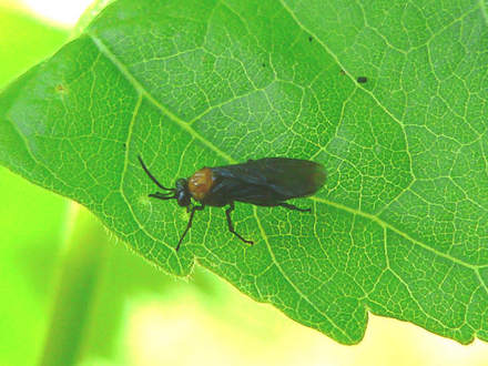 Adult Sawfly on Hibiscus (Hibiscus)