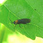 Sawfly_adult_on_hibiscus_red_front_6-09-08_sm