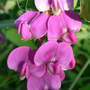 Lathyrus latifolius