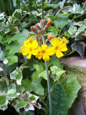 A garden flower photo (Primula candlelabra)
