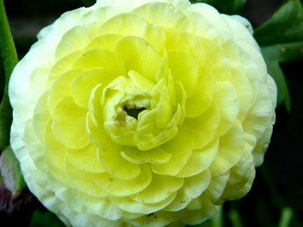 Close view of white Ranunculous. (Ranunculus asiaticus)