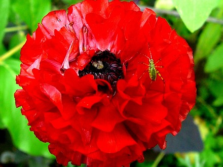 Red Ranunculous with interesting spider. (Ranunculus asiaticus)