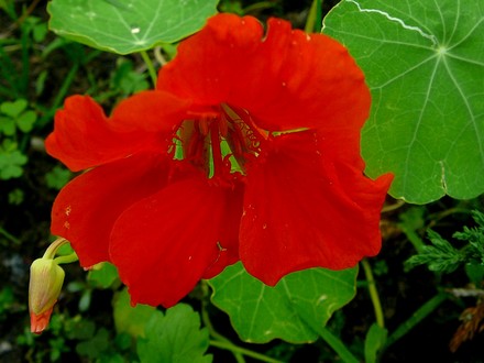 First Nasturtiums are out. This one is orangy red. (Tropaeolum majus (Compact Nasturtium))
