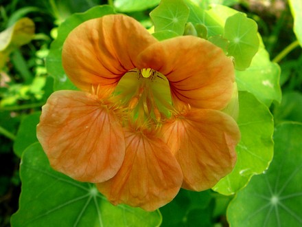 Nasturtium (Tropaeolum majus (Compact Nasturtium))