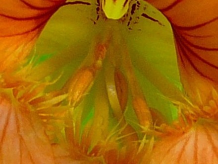 Close up of centre of Nasturtium (Tropaeolum majus (Compact Nasturtium))