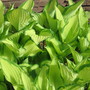 Hosta fortunei (Plantain lily)