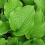 Hosta fortunei (Plantain lily)