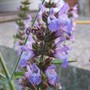 Green sage flowering (Salvia officinalis (Common sage))
