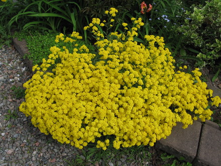 alyssum (Aurinia saxatilis (Alyssum Gold Ball))