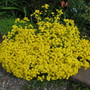 Aurinia saxatilis (Alyssum Gold Ball)