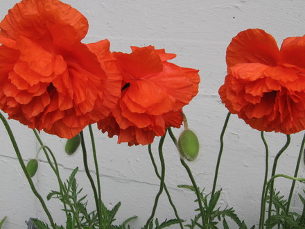 poppies (Papaver orientale (Oriental poppy))