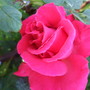 Rosa__prima_ballerina_