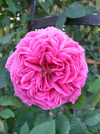 A rose full out. (Rosa)