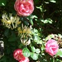 Roses_and_honeysuckle