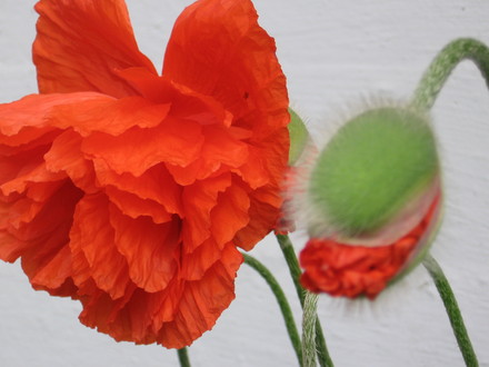 poppy (Papaver orientale (Oriental poppy))