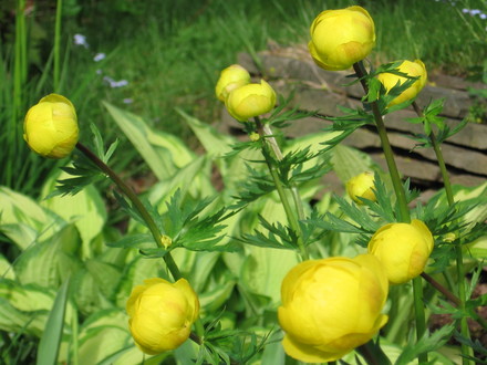 buttercups (Trollius europaeus (Boule dor))