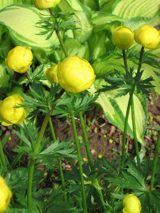 buttercups (Trollius europaeus (Boule dor))
