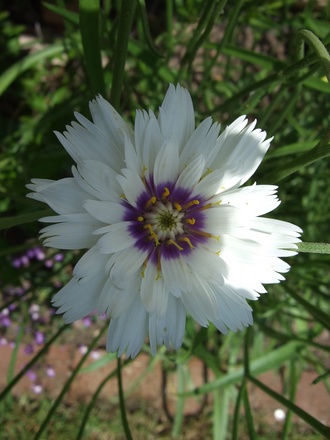 White Catananche 'Bicolour' (Catananche caerulea)