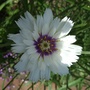 White_catananche_flower