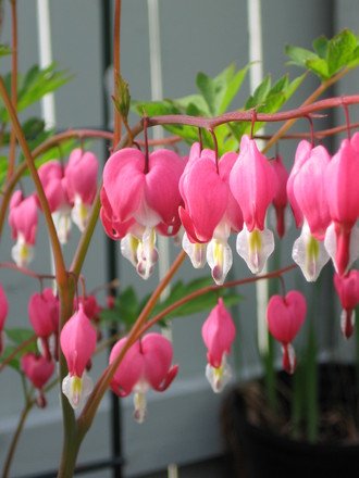 bleeding hearts (Dicentra spectabilis (Bleeding heart))