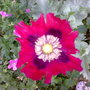10062008362