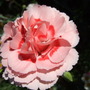 Pink_dianthus
