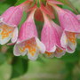 Abelia floribunda