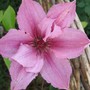 Clematis name unknown (Clematis)