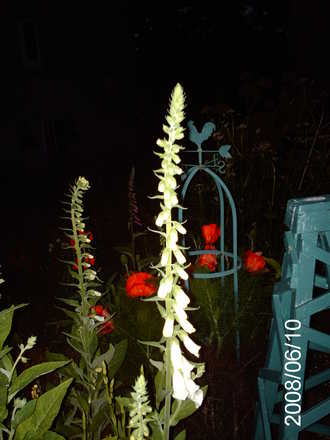 Ghost (Digitalis purpurea)