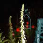 Night_003