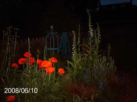 Night late spring border (Papaver orientale (Oriental poppy))